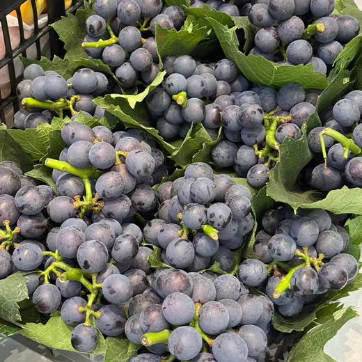 新鲜水果 丹江口南太湖无籽葡萄9.9元/斤(称重退差，多退少补) 商品图2
