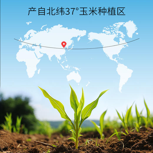 【甄选4味原料】黑熊查克 玉米须茶组合装（茉莉黑玉米须茶+黑玉米须茶 各1包）8g*15小袋/包 科学搭配醇香适口 商品图7