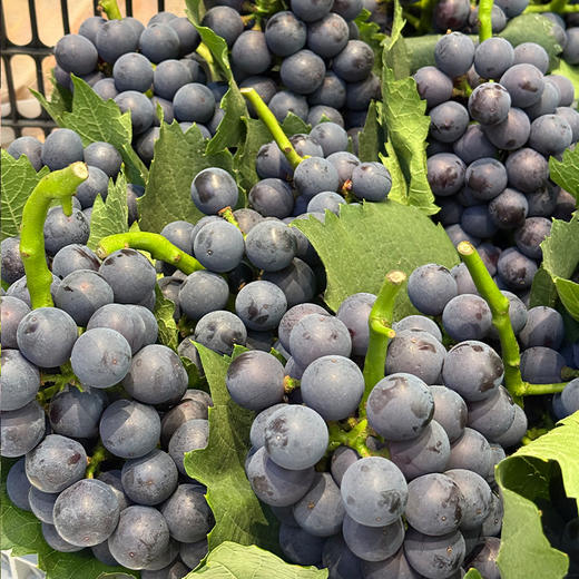 新鲜水果 丹江口南太湖无籽葡萄9.9元/斤(称重退差，多退少补) 商品图1