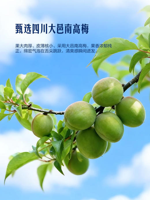 MM 山姆 红动 气泡青梅发酵酒 318ml*8 商品图6