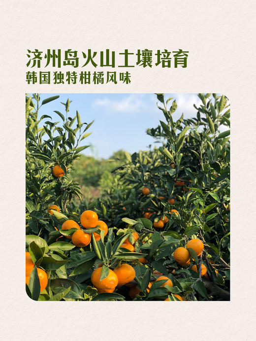 MM 山姆 韩国进口 100%韩国济州岛柑橘汁 180ml*12/24 商品图2