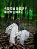 MM 山姆 Member's Mark 精选有机竹荪 120g 商品缩略图4