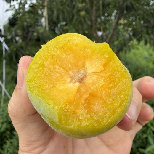 四川 蜂糖李【预售 28号左右发货】 商品图2