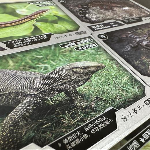 “中国蜥蜴图鉴【主题卡牌】” 爬友爬虫爱好者典藏 科普收藏卡 海峡书局【官方正版 48小时发货】 商品图3
