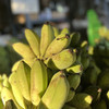生态芭蕉果醋 自然发酵*云南柠檬君基地直发 商品缩略图4