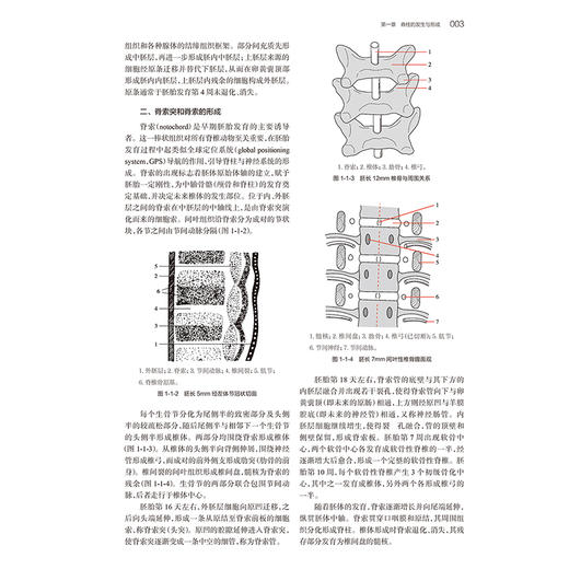 脊柱外科学 第2二版 李危石 陈仲强 刘忠军 主编 针对脊柱外科新技术 将针对微创技术 人工智能机器人等进行介绍 人民卫生出版社 商品图4