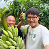 生态老实芭蕉（又名粉蕉）/香蕉（基地直发-顺丰包邮） | 2.8斤，4.8斤，来自云南玉溪，生产者：张扬【合作生产，公平贸易】 商品缩略图10