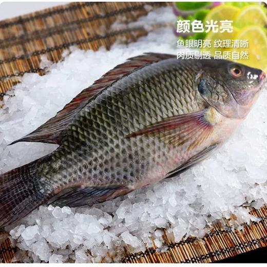 【YMHR】冻罗非鱼（12条/件） 商品图0