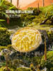 MM 山姆 新希望食品 笋烧鲜肥肠 240g*2/4份 商品缩略图3