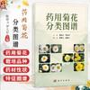 药用菊花分类图谱 陈科力 罗光军 主编 本书可供中药学 药学 园艺学 资源学的工作 研究和教学人员使用和参考 科学出版社 商品缩略图0