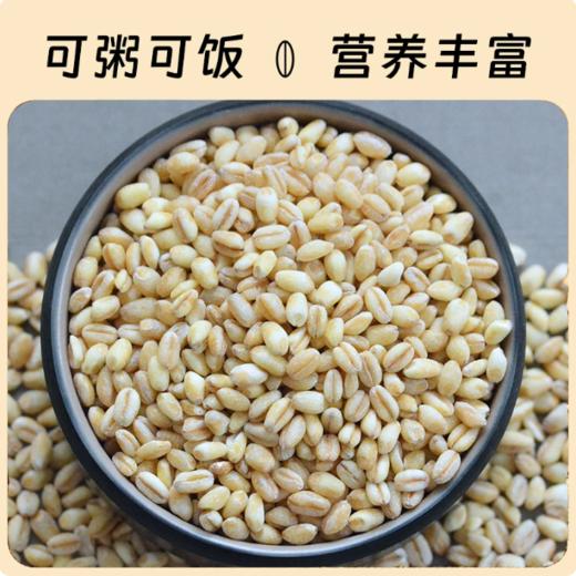 【YMHR】麦仁  散装 商品图1