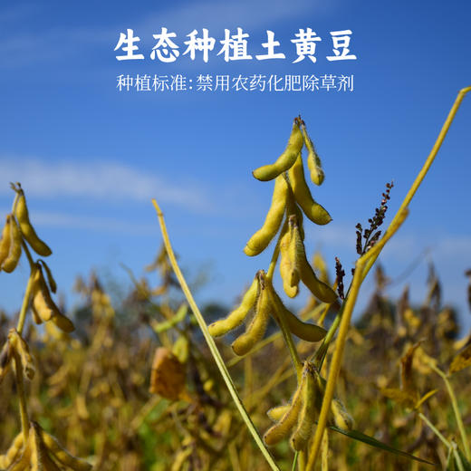 【谦益】香畴  水南本色腐竹 真空包装  豆香浓郁 300g/袋 【多规格】 商品图6