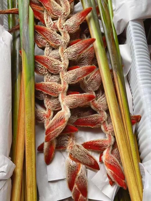 厄瓜多尔进口小众毛绒吊鸟永生花1支 商品图10