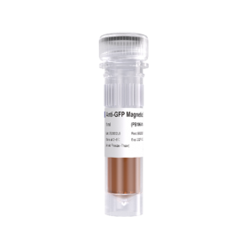 Anti-GFP Magnetic Beads