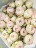 国产多头玫瑰花酷皮10支 商品缩略图0