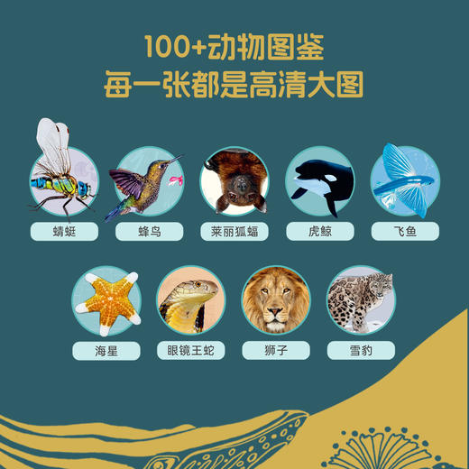 #小彼恩点读童书可可  3-12岁中文 DK奇妙动物大百科 商品图1