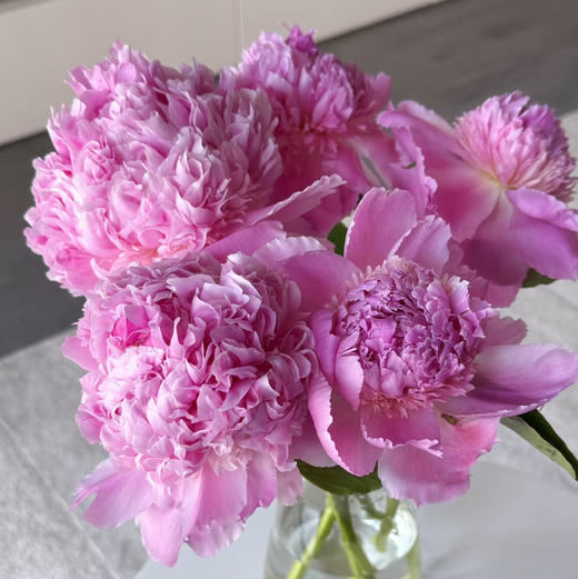 蒙斯艾莉2头芍药花5支 商品图1