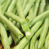 生态露天四季豆（农场直发-顺丰包邮）| 3斤装、5斤装，生产者：原乡生态农场【原乡农场，自产自销】 商品缩略图10