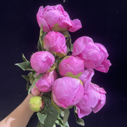 蒙斯艾莉2头芍药花5支 商品图3