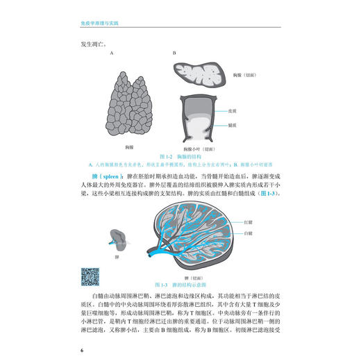 免疫学原理与实践 秦志海 主编 本书面向高等院校生命科学相关专业本科生 免疫学硕士和博士研究生 9787030852106 科学出版社 商品图4