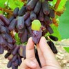 蓝宝石葡萄 清脆微酸无籽 果香浓郁 “月光之泪”“金手指提子 云南高原现摘现发 商品缩略图3