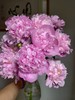 蒙斯艾莉2头芍药花5支 商品缩略图0