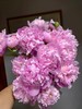 蒙斯艾莉2头芍药花5支 商品缩略图2