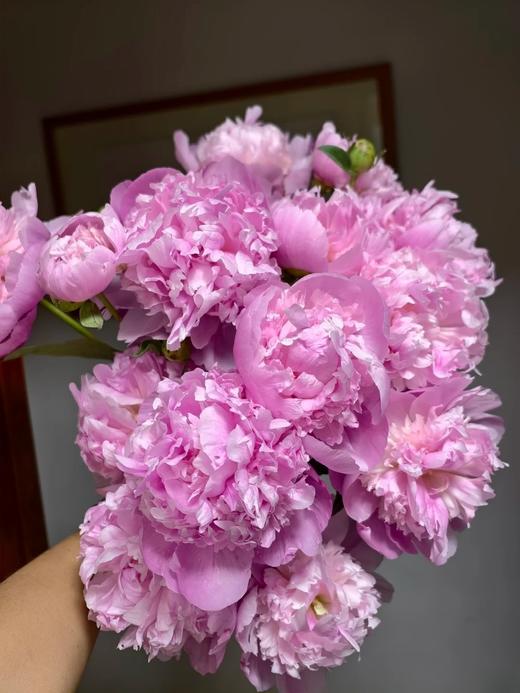 蒙斯艾莉2头芍药花5支 商品图2