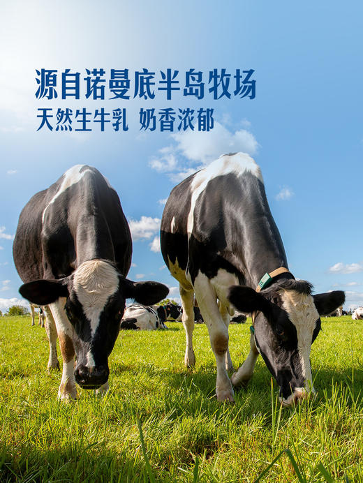 聚便利 X 山姆 Member's Mark 全脂牛奶（灭菌乳）1L 商品图2
