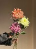热卖国产维也纳菊盘龙菊5支 商品缩略图12