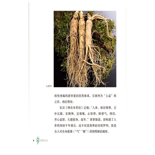 人参 百草之王 清湖说中医药食同源 仲雷 周兴璐 主编 重点梳理了人参的历史渊源 药性 炮制 食疗方法等内容 中国医药科技出版社 商品图4