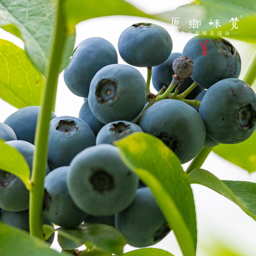 有机蓝莓【基地直发-顺丰包邮】|1kg/件（125g*8盒） 来自江苏南京，生产者：周永平【合作生产，公平贸易】 商品图11