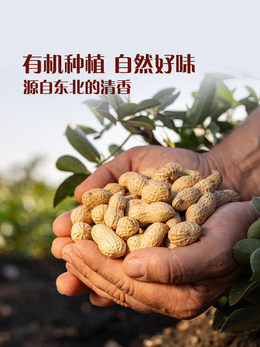 MM 山姆 Member's Mark 有机花生 1.7kg 商品图2