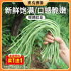密云新鲜现摘农家豇豆400g  口感嫩滑  肉质肥厚  豆荚细长  豇豆角 商品缩略图0