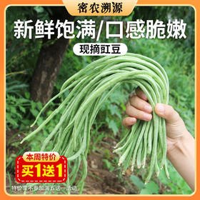 密云新鲜现摘农家豇豆400g  口感嫩滑  肉质肥厚  豆荚细长  豇豆角