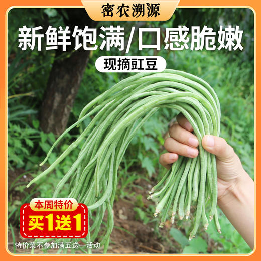 密云新鲜现摘农家豇豆400g  口感嫩滑  肉质肥厚  豆荚细长  豇豆角 商品图0