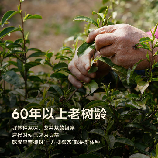 【超模君严选 1958年国有林场 浙BA官方伴手礼】杭州礼物x曜隐 早色龙井（小罐茶）/ 抛荒龙井 商品图5