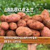 云南高原红皮土豆（基地直发-顺丰快递）| 3斤、5斤/件，来自云南昆明，生产者：刘兴成【合作生产，公平贸易】 商品缩略图0