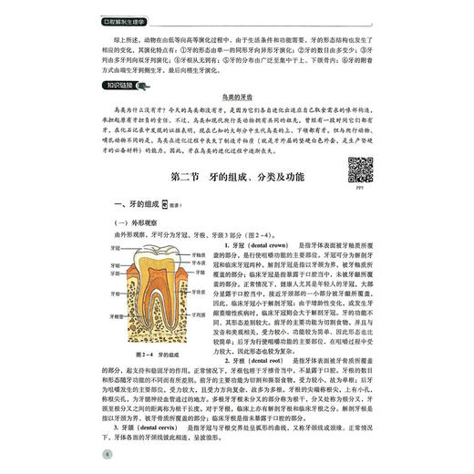 口腔解剖生理学 第2二版 唐艳萍 张梅 主编 高职高专口腔医学 口腔医学技术专业第二轮教材 供口腔医学等专业用中国医药科技出版社 商品图4