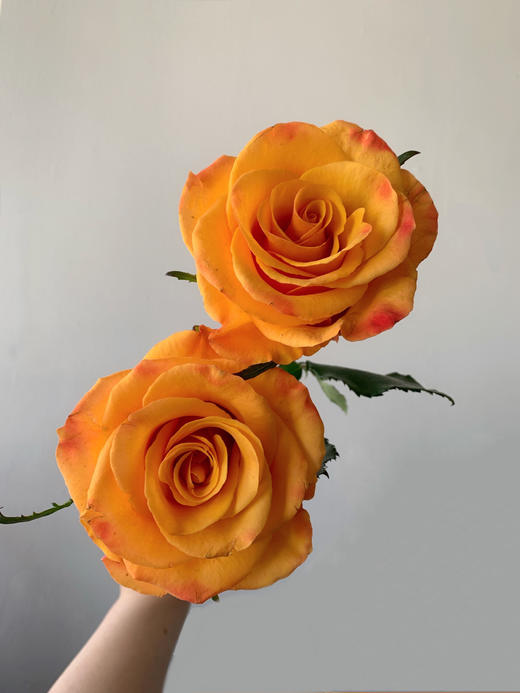 辉煌玫瑰【爱己，定光芒万丈】简小姐精选 稀有暖橙色 辉煌玫瑰 10枝 2件顺丰冷链包邮 下单72小时发货 商品图3