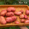 云南高原红皮土豆（基地直发-顺丰快递）| 3斤、5斤/件，来自云南昆明，生产者：刘兴成【合作生产，公平贸易】 商品缩略图2