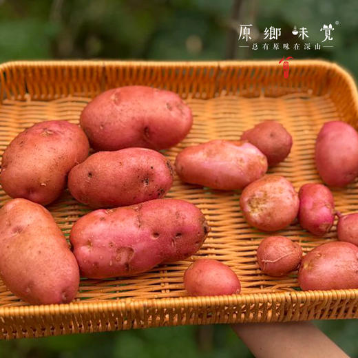 云南高原红皮土豆（基地直发-顺丰快递）| 3斤、5斤/件，来自云南昆明，生产者：刘兴成【合作生产，公平贸易】 商品图2