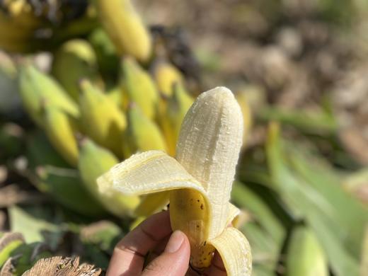 生态芭蕉干|无添加自然烘干*云南柠檬君基地 商品图2