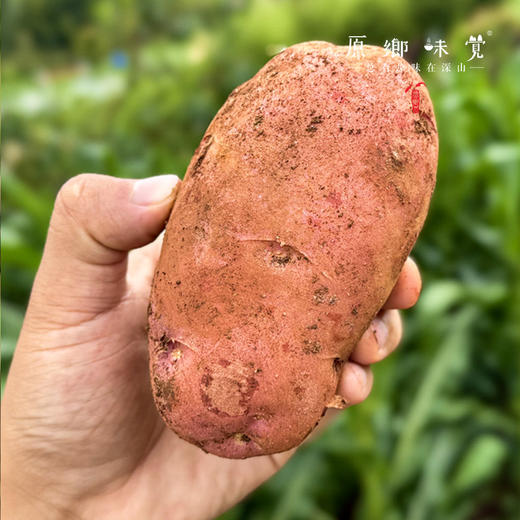 云南高原红皮土豆（基地直发-顺丰快递）| 3斤、5斤/件，来自云南昆明，生产者：刘兴成【合作生产，公平贸易】 商品图4