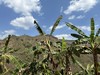 生态芭蕉干|无添加自然烘干*云南柠檬君基地 商品缩略图4