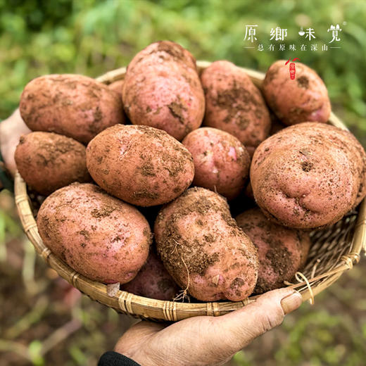 云南高原红皮土豆（基地直发-顺丰快递）| 3斤、5斤/件，来自云南昆明，生产者：刘兴成【合作生产，公平贸易】 商品图3
