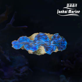 彩色砗磲-蓝