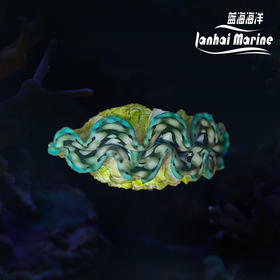 彩色砗磲-绿