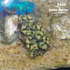 彩色砗磲-绿 商品缩略图4
