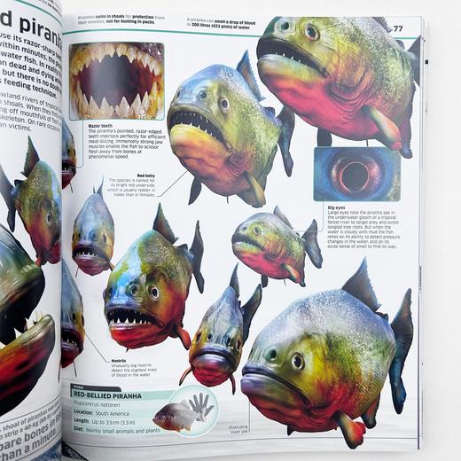 DK动物知识百科全书 英文原版 Knowledge Encyclopedia Animal 英文版儿童动物科普百科 精装进口原版英语书籍 商品图3